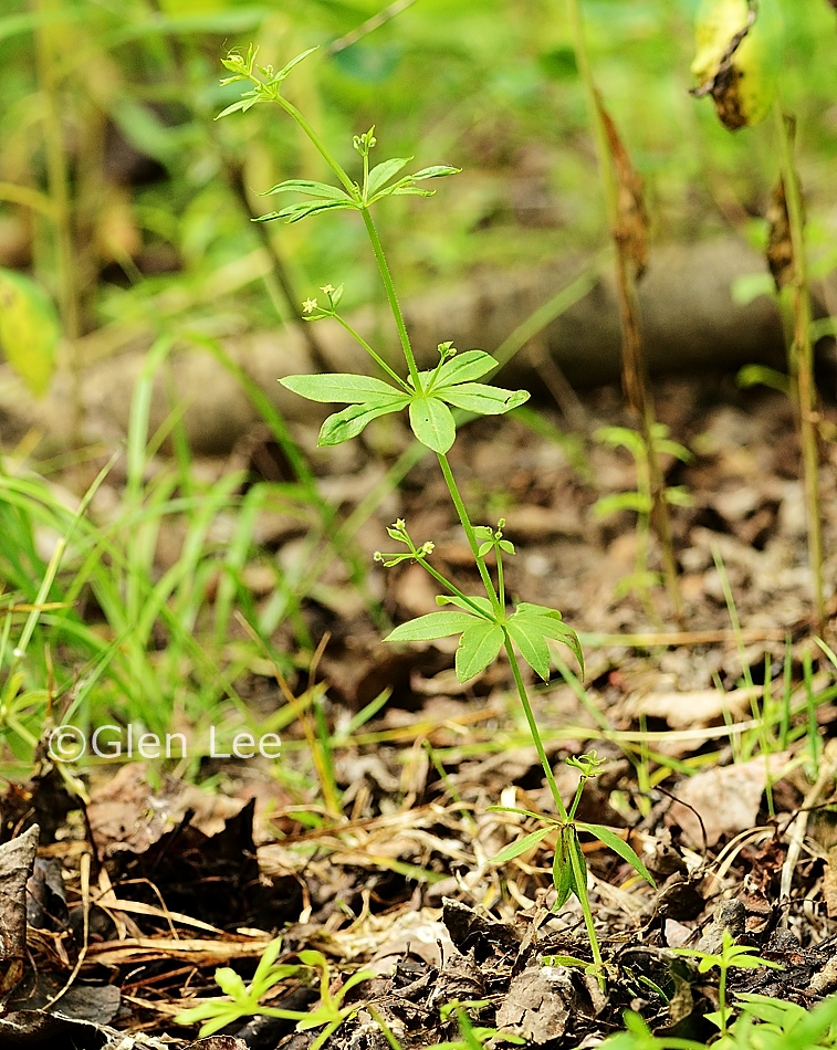 Galium triflorum photos Saskatchewan Wildflowers
